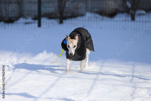Dog in a black jacket in the snow