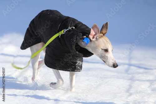 Dog in a black jacket in the snow