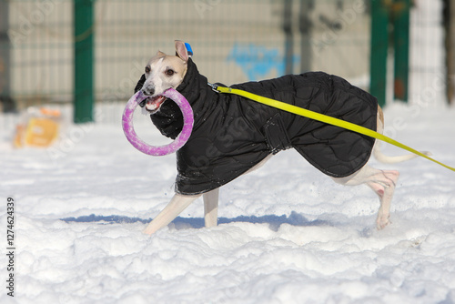 Dog play in the snow