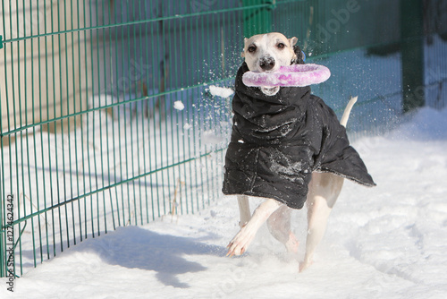 Dog play in the snow