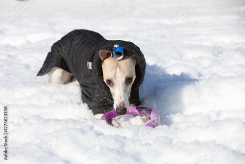 Dog play in the snow