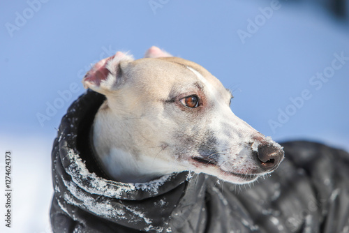 Portrait of a dog in the snow