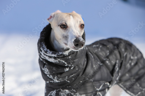portrait of a great dane