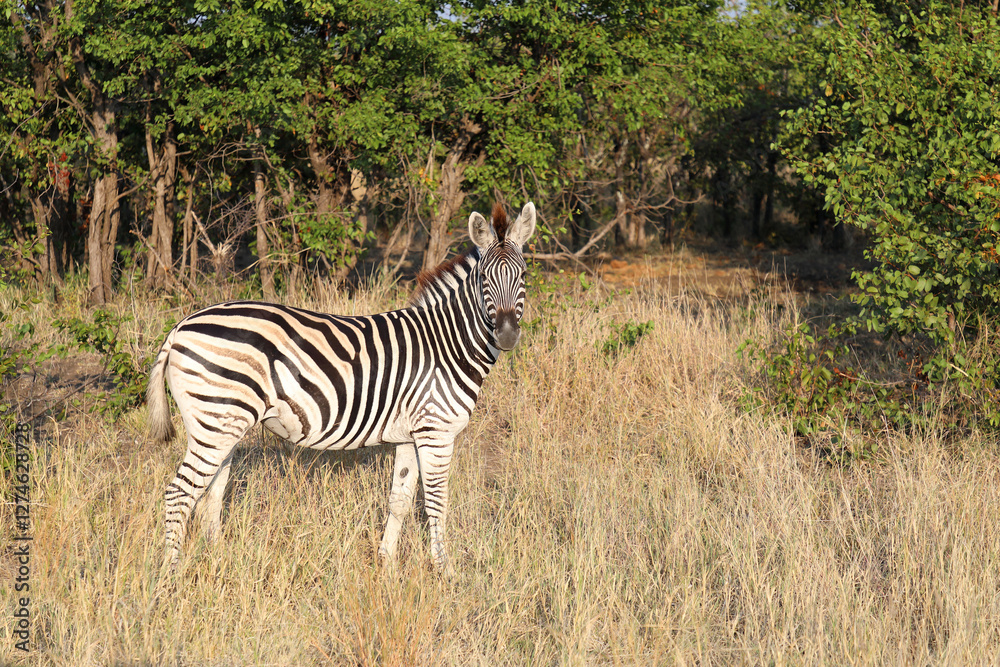 Obraz premium Steppenzebra / Burchell's zebra / Equus quagga burchellii
