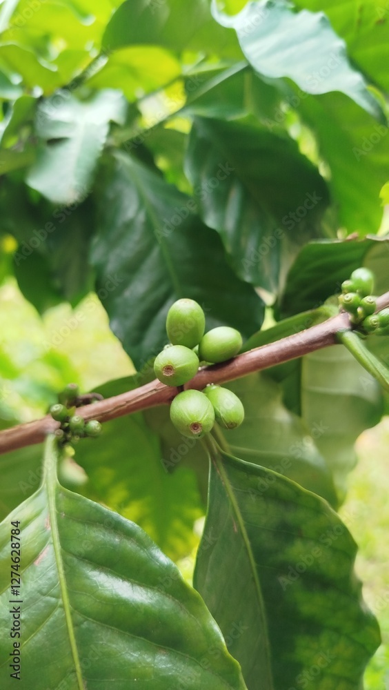 grão de café verde - coffee bean grão de café verde - coffee bean