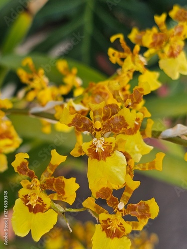 Oncidium sphacelatum #3 photo