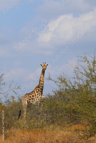 Photography Giraffe / Giraffe / Giraffa camelopardalis