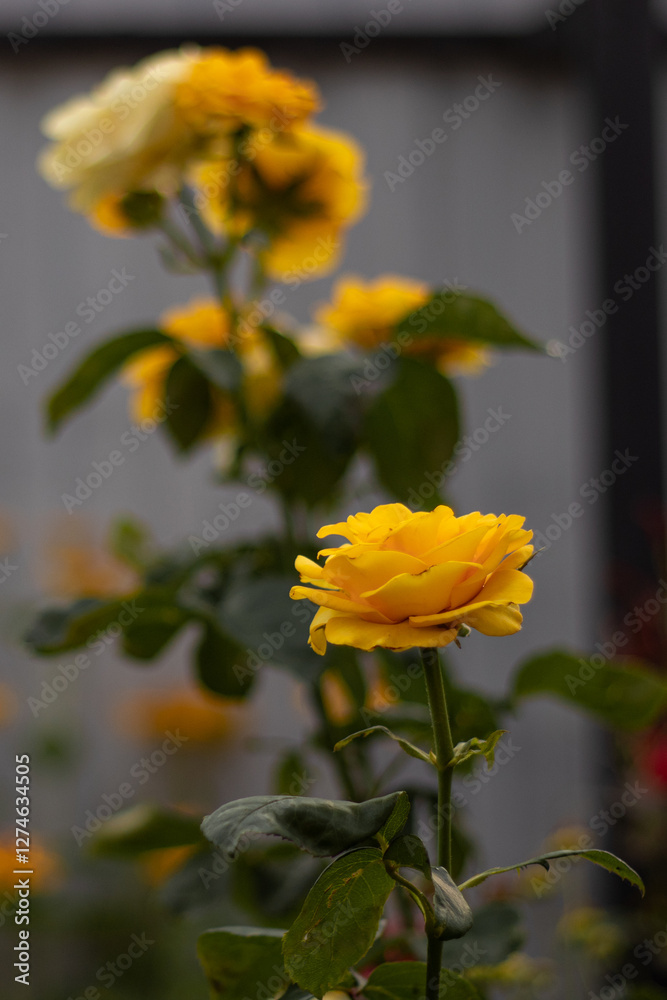 flowers in garden flowers in garden