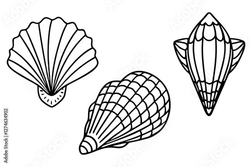 Variety of Seashell Types. Detailed Natural Patterns Showcase