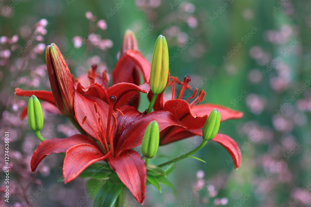 Fototapeta premium Red lilies in full bloom with green buds, blurred natural background with soft pink flowers.