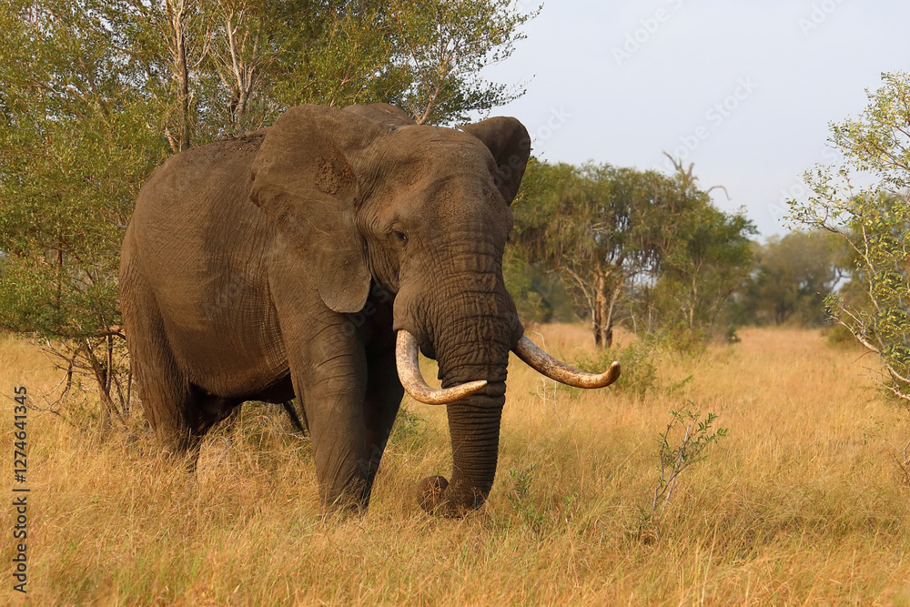 Fototapeta premium Afrikanischer Elefant / African elephant / Loxodonta africana..