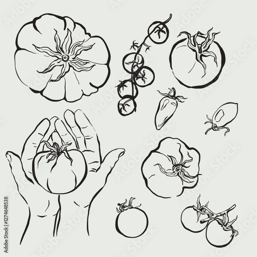 Vector vegetable doodle illustration of tomatoes. Hand-drawn garden harvest sketch. Organic farm graphics. Tasty food for design, veggie market drawing print, fabric or background.