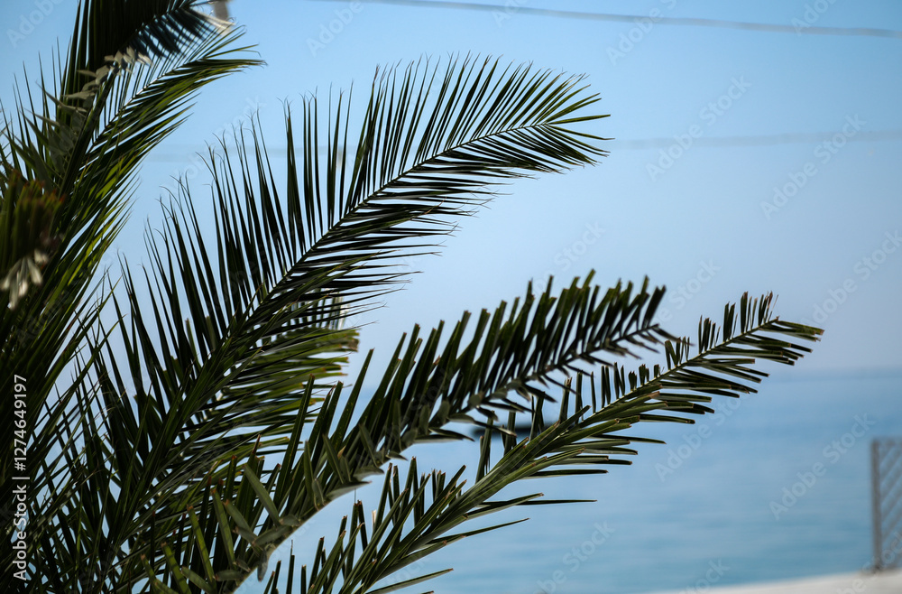 Fototapeta premium palm tree branches