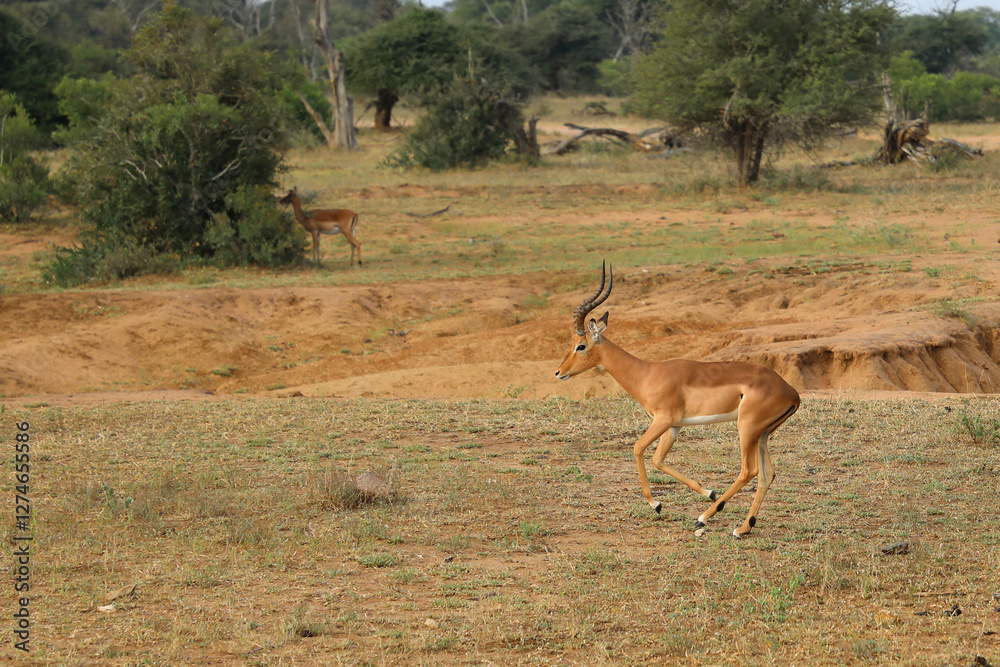 Fototapeta premium Schwarzfersenantilope / Impala / Aepyceros melampus