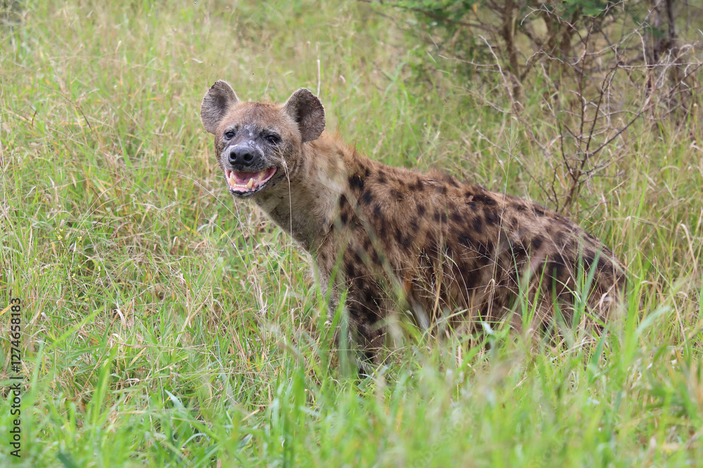 Tüpfelhyäne / Spotted hyaena / Crocuta crocuta.. Tüpfelhyäne / Spotted hyaena / Crocuta crocuta..