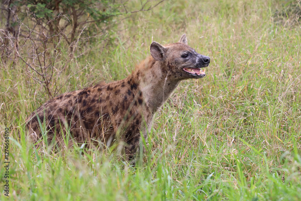 Tüpfelhyäne / Spotted hyaena / Crocuta crocuta..