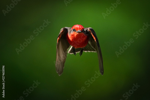 Pajaro volando
