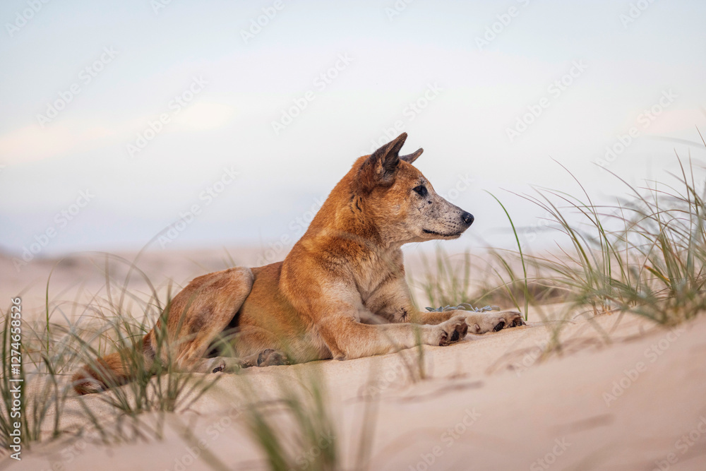 Fototapeta premium Dingo