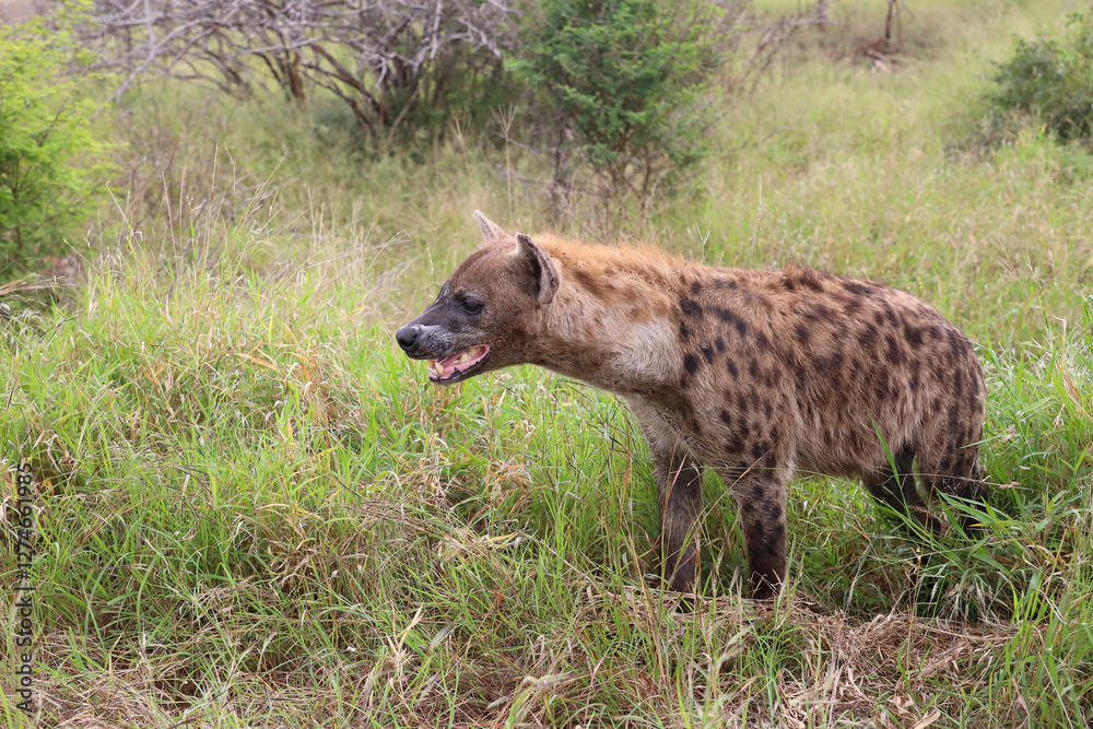 Tüpfelhyäne / Spotted hyaena / Crocuta crocuta.. Tüpfelhyäne / Spotted hyaena / Crocuta crocuta..