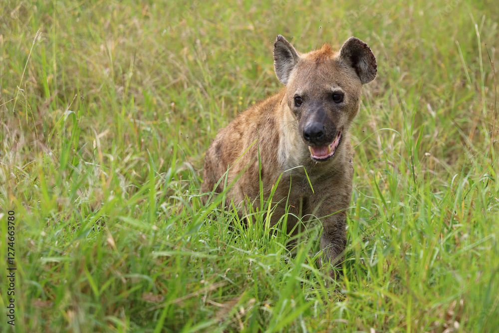 Tüpfelhyäne / Spotted hyaena / Crocuta crocuta.. Tüpfelhyäne / Spotted hyaena / Crocuta crocuta..