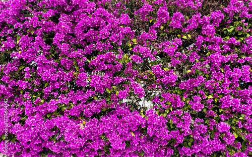 Bougainvillea Flowers Cascading Over A White Wall, Creating A Stunning Contrast. Lush Purple Blooms And Green Leaves In A Vibrant Outdoor Setting. Concept Of Nature, Decoration, And Tropical Beauty...