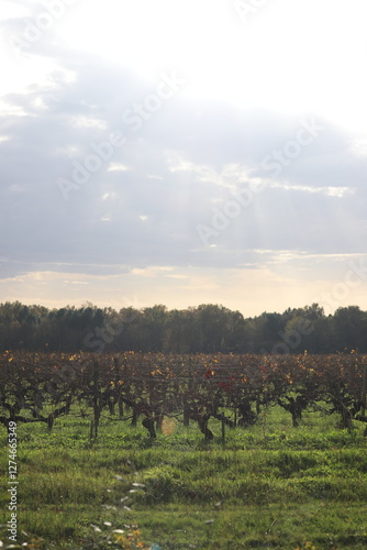 paysage de vignoble en Gironde 
