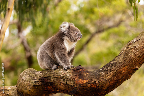 koala in a tree