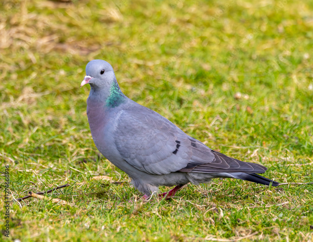 Stock dove a British wild bird. Distinguishing feature is the iridescent green patch on the neck. Stock dove a British wild bird. Distinguishing feature is the iridescent green patch on the neck.