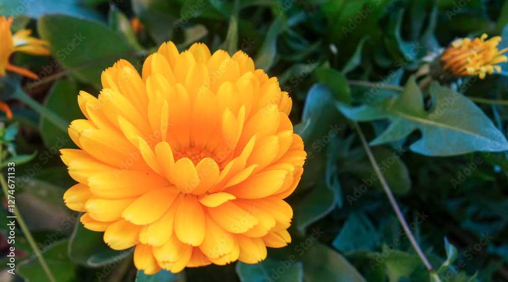 Vibrant Calendula officinalis in natural setting