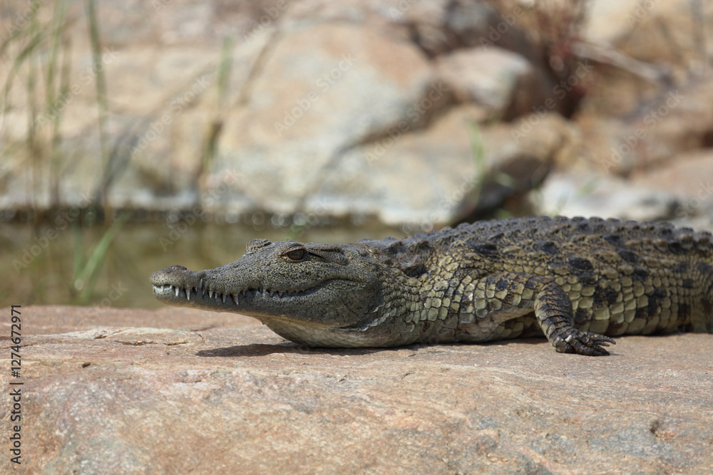 Nilkrokodil / Nile crocodile / Crocodylus niloticus. Nilkrokodil / Nile crocodile / Crocodylus niloticus.