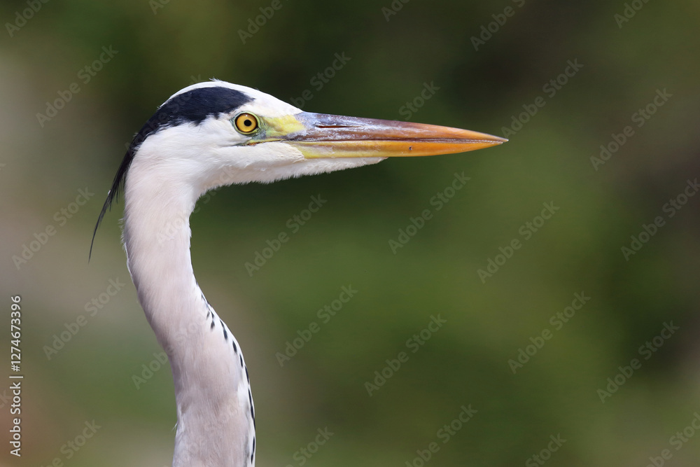 Afrikanischer Graureiher / Grey heron / Ardea cinerea Afrikanischer Graureiher / Grey heron / Ardea cinerea