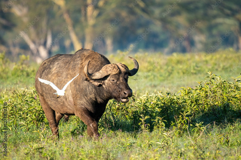African buffalo with a white bird in a green field African buffalo with a white bird in a green field