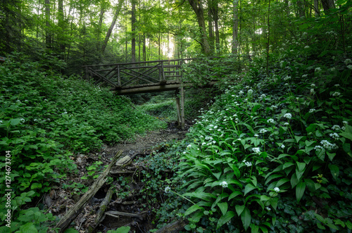 Fields of wild garlic in a forest ravine.
