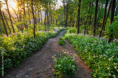 A forest path among blooming wild garlic at sunset