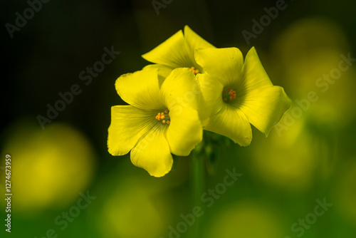 Vibrant yellow Sourgrass flowers in soft focus background photo