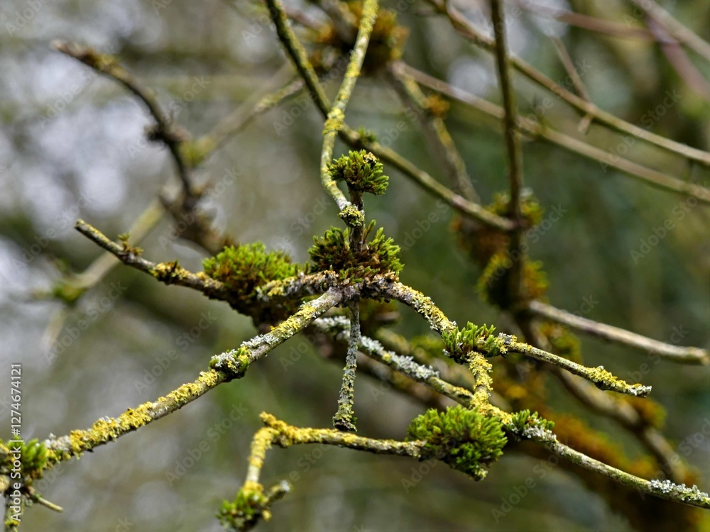 Fretin, February 2025: Hiking in the Fretin marshes, surrounded by trees and nature Fretin, February 2025: Hiking in the Fretin marshes, surrounded by trees and nature