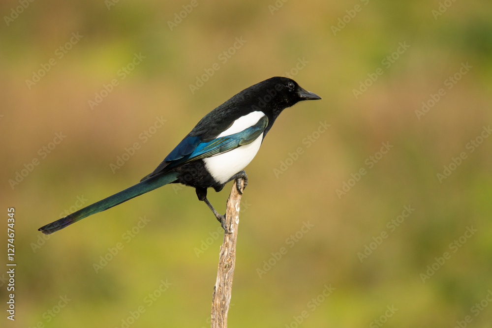 Black and white Eurasian magpie perched on a twig in natural habitat Black and white Eurasian magpie perched on a twig in natural habitat