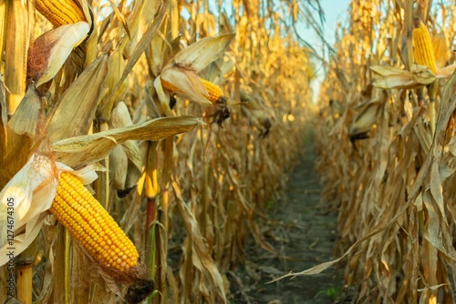 Картината върху платно Rows of tall corn plants with golden ears ready for harvest under warm late afternoon sunlight in a rural setting