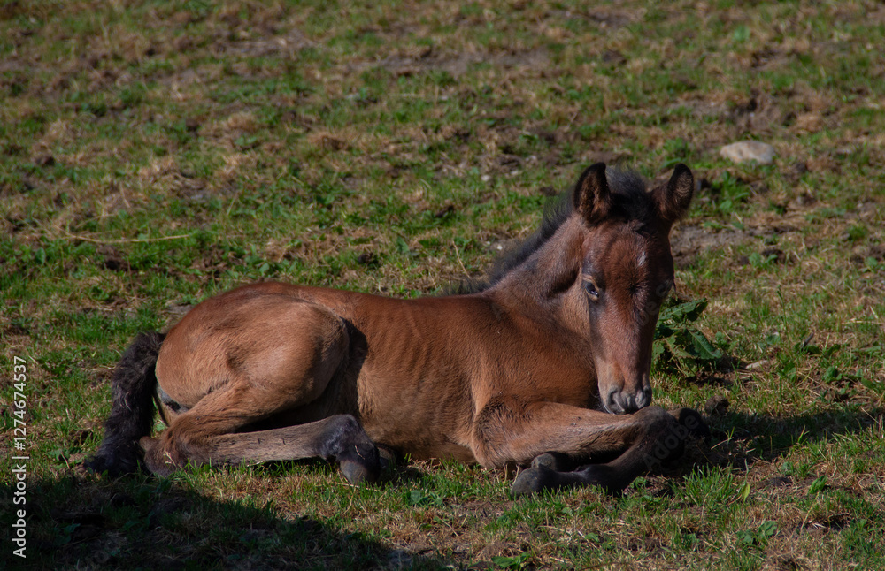 Small Brown Foal Lying on Green Meadow – Peaceful Rest Small Brown Foal Lying on Green Meadow – Peaceful Rest