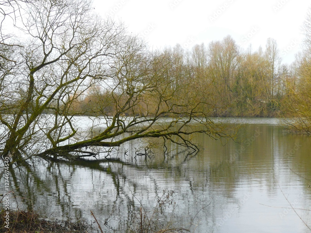 Fretin, February 2025: Hiking in the Fretin marshes, surrounded by trees and nature Fretin, February 2025: Hiking in the Fretin marshes, surrounded by trees and nature