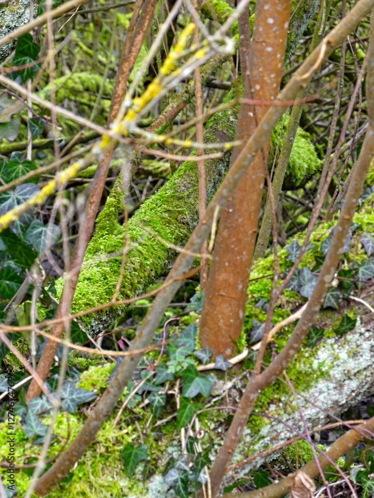 Fretin, February 2025: Hiking in the Fretin marshes, surrounded by trees and nature Fretin, February 2025: Hiking in the Fretin marshes, surrounded by trees and nature