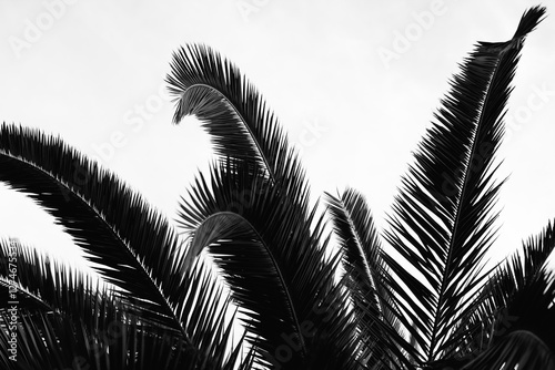 Black and white palm taken in Los Angeles, California