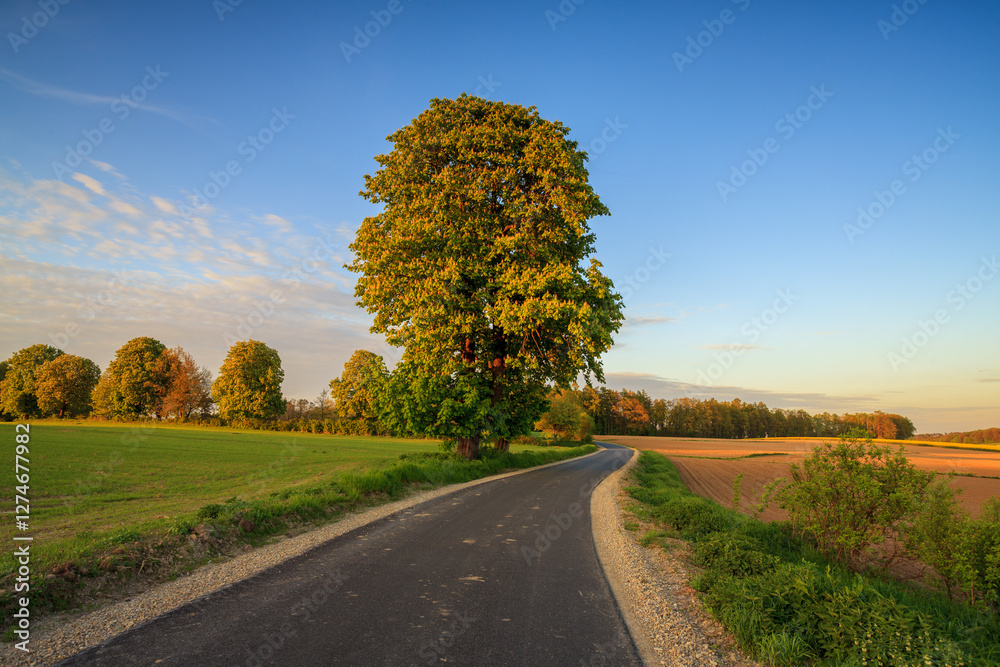 A blooming lonely linden tree by a winding road among fields. A blooming lonely linden tree by a winding road among fields.