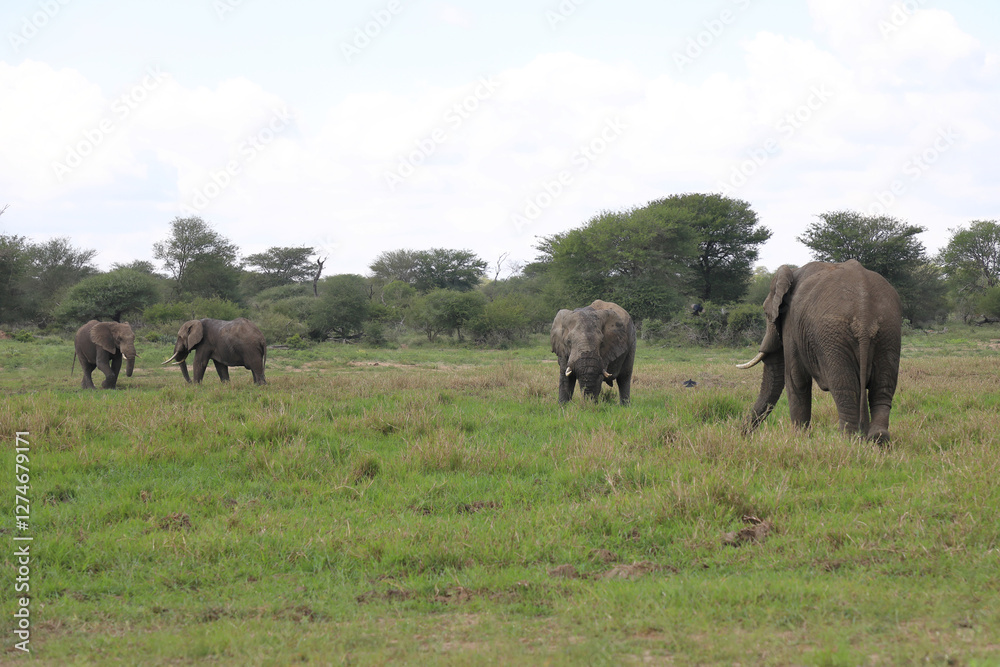 Afrikanischer Elefant im Schlamm / African elephant in the mud / Loxodonta africana Afrikanischer Elefant im Schlamm / African elephant in the mud / Loxodonta africana
