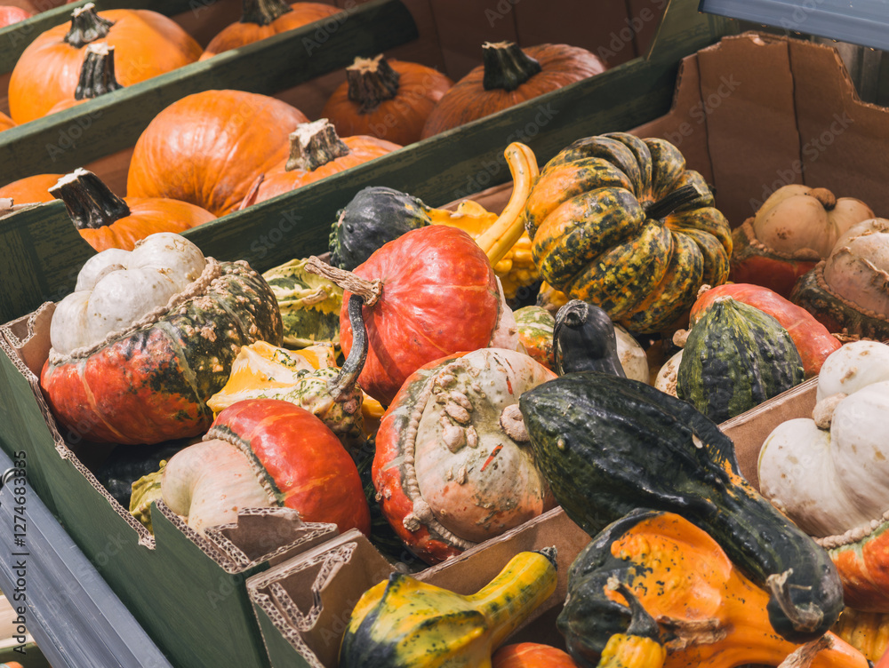 Pumpkin harvest on the shelf in a grocery supermarket. Harvest used for Halloween