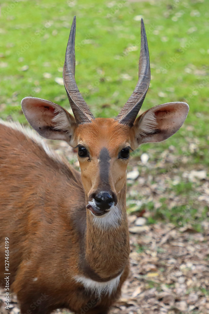 Naklejka premium Buschbock / Bushbuck / Tregelaphus scriptus