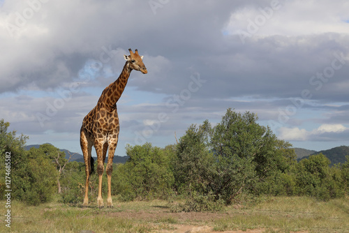 Photography Giraffe / Giraffe / Giraffa camelopardalis