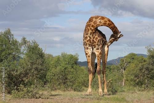 Photography Giraffe / Giraffe / Giraffa camelopardalis