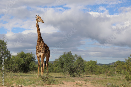 Photography Giraffe / Giraffe / Giraffa camelopardalis