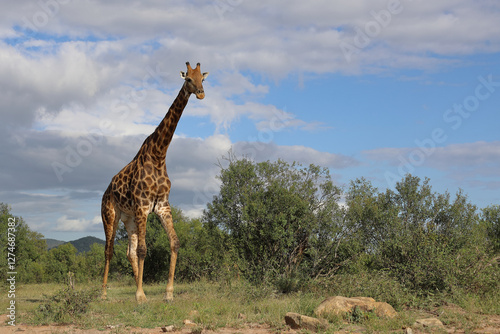 Canvas Print Giraffe / Giraffe / Giraffa camelopardalis